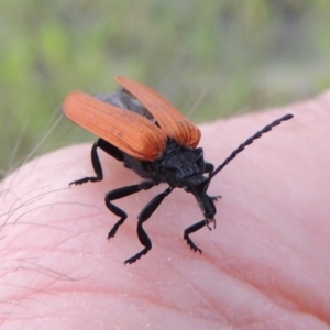 Porrostoma rhipidium at Tharwa, ACT - 9 Dec 2018 06:54 PM