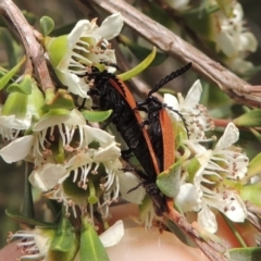 Porrostoma rhipidium at Tharwa, ACT - 9 Dec 2018 06:54 PM