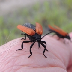 Porrostoma rhipidium at Tharwa, ACT - 9 Dec 2018