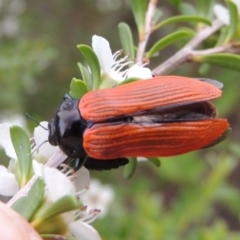 Castiarina rufipennis at Tennent, ACT - 9 Dec 2018 08:27 PM