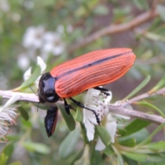 Castiarina rufipennis at Tennent, ACT - 9 Dec 2018 08:27 PM