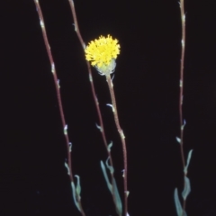 Leptorhynchos elongatus (Lanky Buttons) at Namadgi National Park - 14 Nov 2004 by BettyDonWood