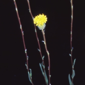 Leptorhynchos elongatus at Namadgi National Park - 15 Nov 2004