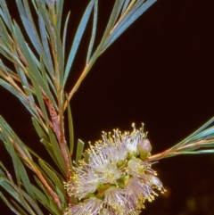 Callistemon sieberi (River Bottlebrush) at Booth, ACT - 16 Dec 2004 by BettyDonWood