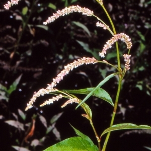 Persicaria lapathifolia at Booth, ACT - 17 Dec 2004