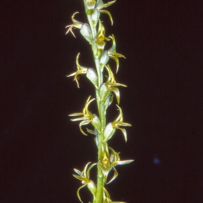 Paraprasophyllum sphacelatum (Large Alpine Leek-orchid) at Namadgi National Park - 12 Jan 2005 by BettyDonWood