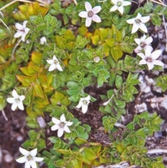 Rhytidosporum alpinum at Namadgi National Park - 12 Jan 2005 by BettyDonWood