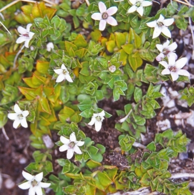 Rhytidosporum alpinum at Namadgi National Park - 12 Jan 2005 by BettyDonWood