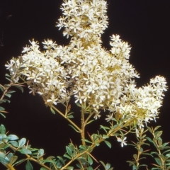 Bursaria spinosa subsp. lasiophylla (Australian Blackthorn) at Paddys River, ACT - 16 Jan 2005 by BettyDonWood