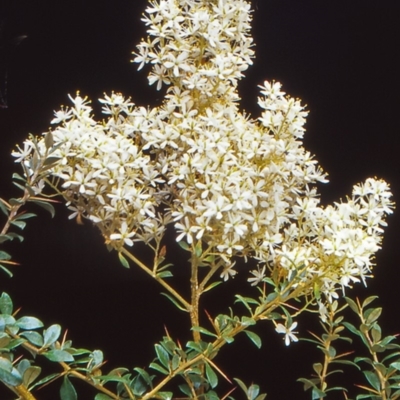 Bursaria spinosa subsp. lasiophylla (Australian Blackthorn) at Paddys River, ACT - 17 Jan 2005 by BettyDonWood