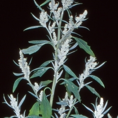 Chenopodium album (Fat Hen) at Paddys River, ACT - 16 Jan 2005 by BettyDonWood