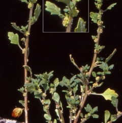 Dysphania pumilio (Small Crumbweed) at Paddys River, ACT - 11 Jan 2005 by BettyDonWood