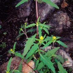 Sigesbeckia australiensis (Cobber Weed) at Namadgi National Park - 28 Oct 2004 by BettyDonWood