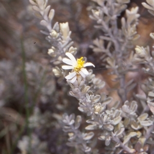 Olearia brevipedunculata at Namadgi National Park - 26 Nov 1996