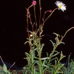 Brachyscome aculeata (Hill Daisy) at Namadgi National Park - 8 Jan 2005 by BettyDonWood