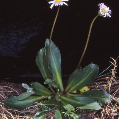 Brachyscome decipiens (Field Daisy) at Namadgi National Park - 28 Nov 2006 by BettyDonWood