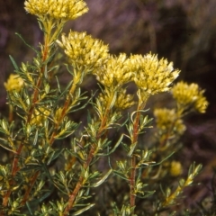 Cassinia monticola (Mountain Cassinia) at Cotter River, ACT - 25 Feb 2006 by BettyDonWood