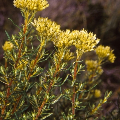 Cassinia monticola (Mountain Cassinia) at Cotter River, ACT - 26 Feb 2006 by BettyDonWood