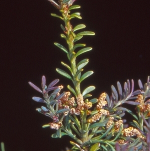 Podocarpus lawrencei at Namadgi National Park - 9 Jan 2004 12:00 AM