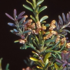 Podocarpus lawrencei at Namadgi National Park - 9 Jan 2004