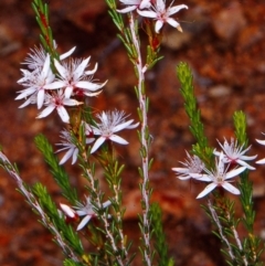 Calytrix tetragona (Common Fringe-myrtle) at Tharwa, ACT - 25 Oct 2004 by BettyDonWood