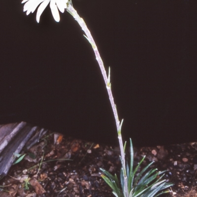 Celmisia tomentella (Common Snow Daisy) at Paddys River, ACT - 15 Dec 2004 by BettyDonWood