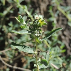 Atriplex semibaccata (Creeping Saltbush) at Greenway, ACT - 18 Dec 2018 by michaelb