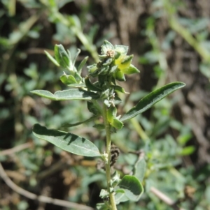 Atriplex semibaccata at Greenway, ACT - 18 Dec 2018 05:57 PM