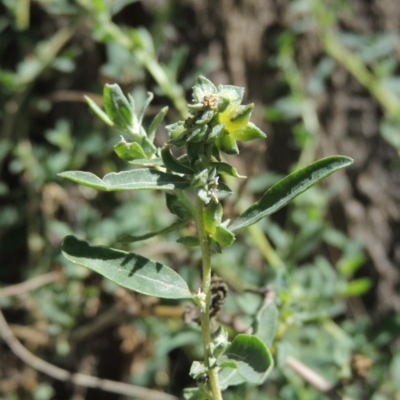 Atriplex semibaccata (Creeping Saltbush) at Greenway, ACT - 18 Dec 2018 by MichaelBedingfield