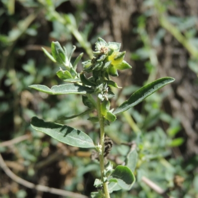 Atriplex semibaccata (Creeping Saltbush) at Greenway, ACT - 18 Dec 2018 by michaelb