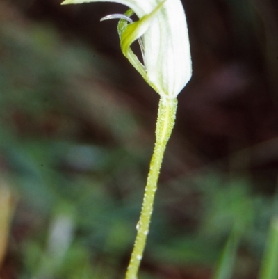 Pterostylis monticola (Large Mountain Greenhood) at Namadgi National Park - 9 Jan 2005 by BettyDonWood