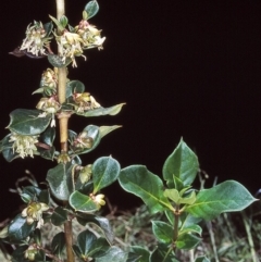 Coprosma hirtella (Currant Bush) at Tidbinbilla Nature Reserve - 2 Dec 2004 by BettyDonWood