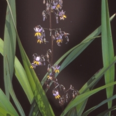 Dianella tasmanica (Tasman Flax Lily) at Tidbinbilla Nature Reserve - 3 Dec 2004 by BettyDonWood