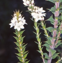 Epacris breviflora (Drumstick Heath) at Tidbinbilla Nature Reserve - 5 Nov 2004 by BettyDonWood