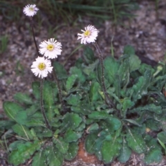 Lagenophora stipitata (Common Lagenophora) at Tidbinbilla Nature Reserve - 3 Nov 2004 by BettyDonWood