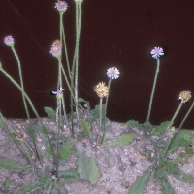 Lagenophora stipitata (Common Lagenophora) at Tidbinbilla Nature Reserve - 2 Dec 2004 by BettyDonWood