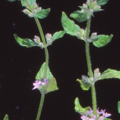 Mentha diemenica (Wild Mint, Slender Mint) at Tidbinbilla Nature Reserve - 3 Dec 2004 by BettyDonWood