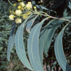 Acacia falciformis (Broad-leaved Hickory) at Tidbinbilla Nature Reserve - 2 Dec 2004 by BettyDonWood
