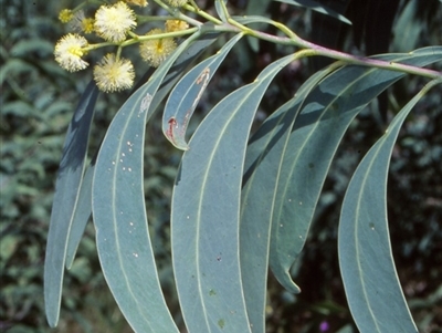 Acacia falciformis (Broad-leaved Hickory) at Tidbinbilla Nature Reserve - 2 Dec 2004 by BettyDonWood