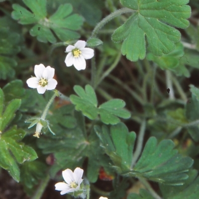 Geranium solanderi var. solanderi (Native Geranium) at Tidbinbilla Nature Reserve - 3 Nov 2004 by BettyDonWood