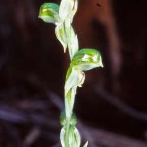 Bunochilus montanus (ACT) = Pterostylis jonesii (NSW) at Tidbinbilla Nature Reserve - suppressed