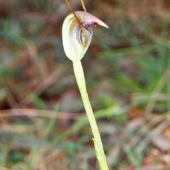 Pterostylis pedunculata (Maroonhood) at Tidbinbilla Nature Reserve - 14 Sep 2002 by BettyDonWood