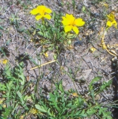 Goodenia pinnatifida (Scrambled Eggs) at Banks, ACT - 9 Nov 2003 by BettyDonWood