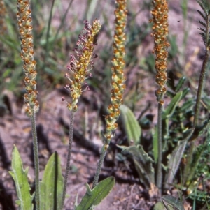 Plantago varia at Banks, ACT - 9 Nov 2003