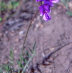 Swainsona behriana (Behr's Swainson-Pea) at Rob Roy Range - 9 Nov 2003 by BettyDonWood