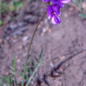 Swainsona behriana at Banks, ACT - 9 Nov 2003 12:00 AM