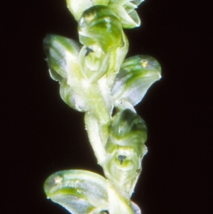 Hymenochilus cycnocephalus at Tidbinbilla Nature Reserve - suppressed