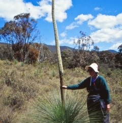 Xanthorrhoea glauca subsp. angustifolia (Grey Grass-tree) at Paddys River, ACT - 27 Oct 2002 by BettyDonWood