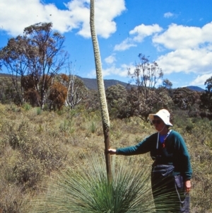 Xanthorrhoea glauca subsp. angustifolia at Paddys River, ACT - 27 Oct 2002