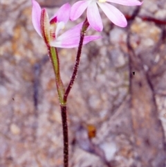 Caladenia carnea (Pink Fingers) at Tidbinbilla Nature Reserve - 20 Oct 2002 by BettyDonWood